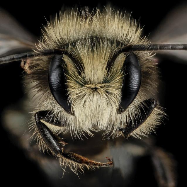 Jedna pszczoła murarka z gatunku Osmia lignaria może wykonać pracę bardzo wielu pszczół miodnych.