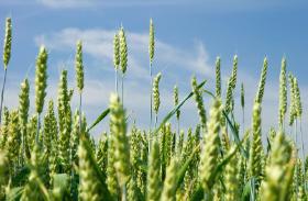 Pierwsze ślady upraw, na które archeolodzy natrafili nad Jeziorem Tyberiadzkim w Izraelu, mają 23 tys.