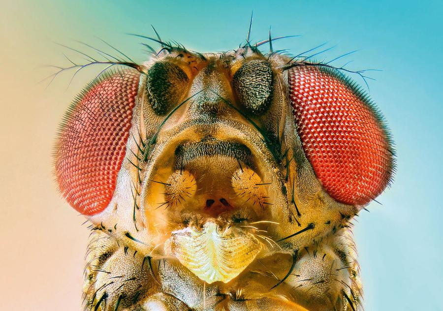 Przy odpowiednim przybliżeniu portret muszki owocowej ujawnia włochate oczy!.