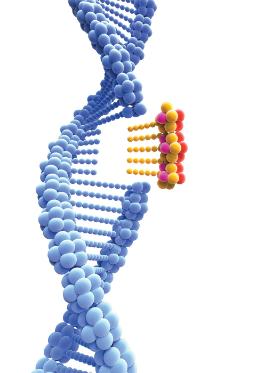 Czeskim uczonym udało się całkowicie uodpornić kurczaki na wirusa ptasiej białaczki.