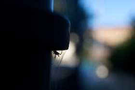 I pod klamkę? Okazuje się, że nie tylko my obserwujemy muchy. Możemy nawet brać lekcje cierpliwości w tym mikropolowaniu.