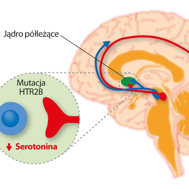 W jądrze półleżącym (zielony), strukturze odpowiadającej za kontrolę zachowania, uwalniające serotoninę neurony (czerwony) wchodzą w interakcję z neuronami uwalniającymi dopaminę (niebieski). Mutacja receptora serotoniny HTR2B powoduje spadek ilości neurotransmiterów, co skutkuje impulsywnością.