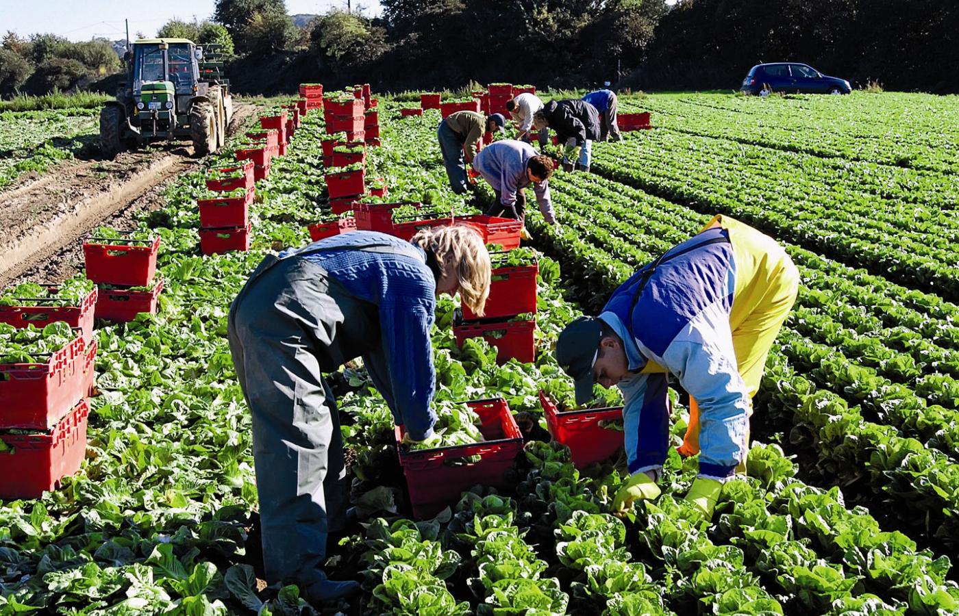 Polscy robotnicy sezonowi pracujący na uprawie sałaty w Nadrenii - Westfalii.