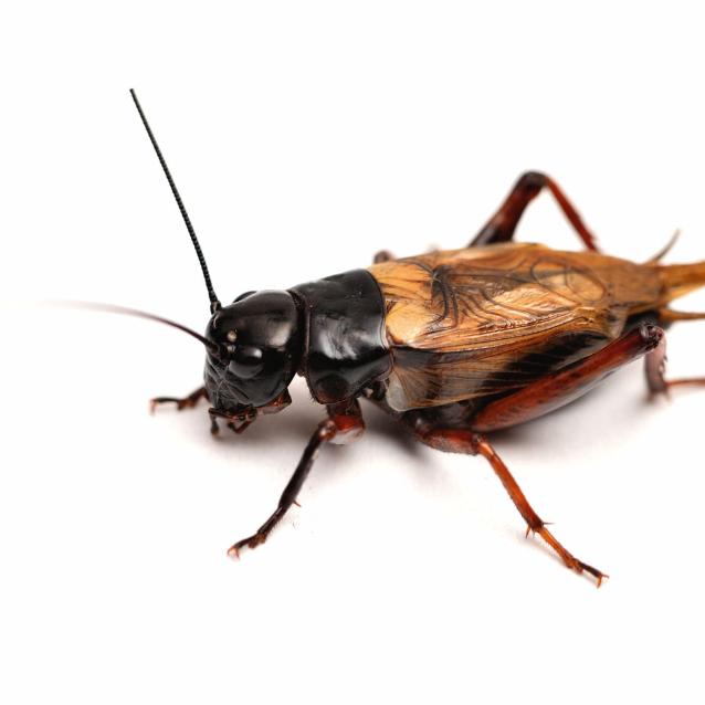 Gryllus bimaculatus.