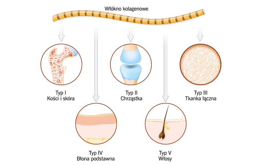 Typy kolagenu w ludzkim ciele.
