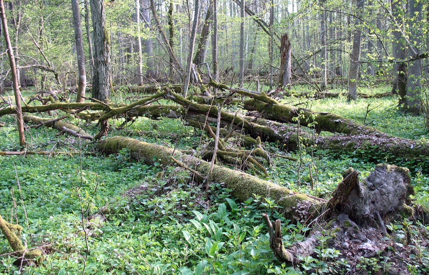 Na obszarze Puszczy Karpackiej w 2018 r. zaplanowano wycinkę obejmującą ponad 67 tys. m sześc. drewna.