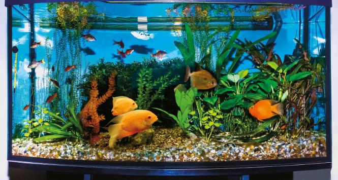 Do systemu komputerowego jednej z firm cyberprzestępcy włamali się poprzez połączony z siecią cyfrowy termometr akwarium.