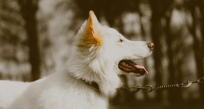 Jak podkreślają autorzy ustawy, okrucieństwo wobec zwierząt związane jest z zachowaniami antyspołecznymi.