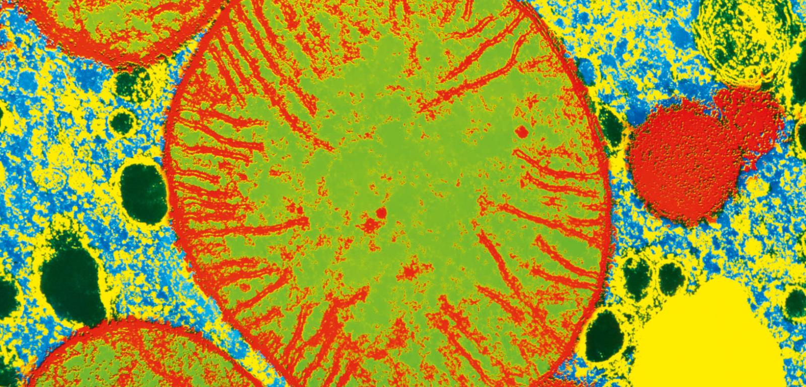 Mitochondria (zielono-czerwone) w skaningowym mikroskopie elektronowym. Struktury te mają własny materiał genetyczny, a ich głównym zadaniem jest produkcja energii.