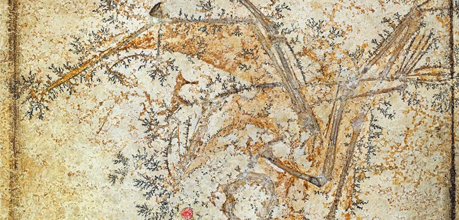 Skamieniały szkielet pterozaura z widocznymi miękkimi częściami ciała.