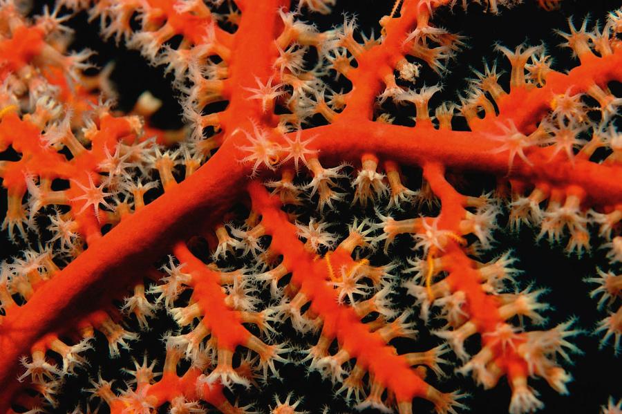 Polipy koralowca.