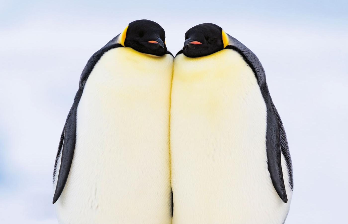 U części gatunków, u których rodzice wspólnie opiekują się potomstwem, samce i samice wyglądają bardzo podobnie. Tak jest z pingwinami cesarskimi.