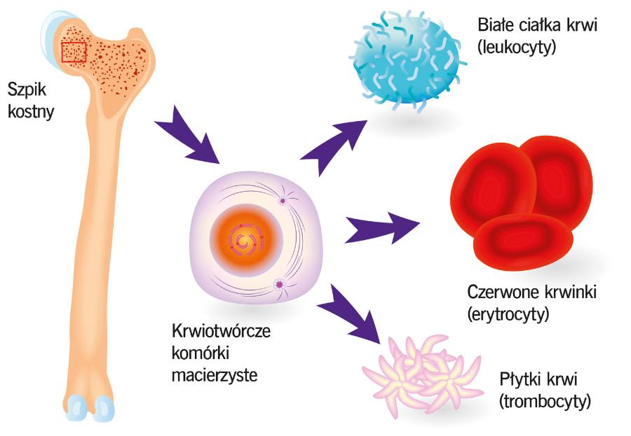 Krwiotwórcze komórki macierzyste wywodzące się ze szpiku kostnego mają zdolność przekształcania się we wszystkie komórki układu krwiotwórczego i immunologicznego.