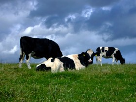Polskie krowy od kilkunastu lat karmione są paszami z modyfikowanej soi i kukurydzy.
