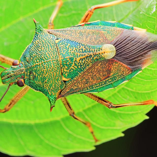 Odorek zieleniak (Palomena prasina).