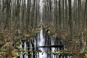 Ols, czyli bagienny las olszowy. Bagna biebrzańskie