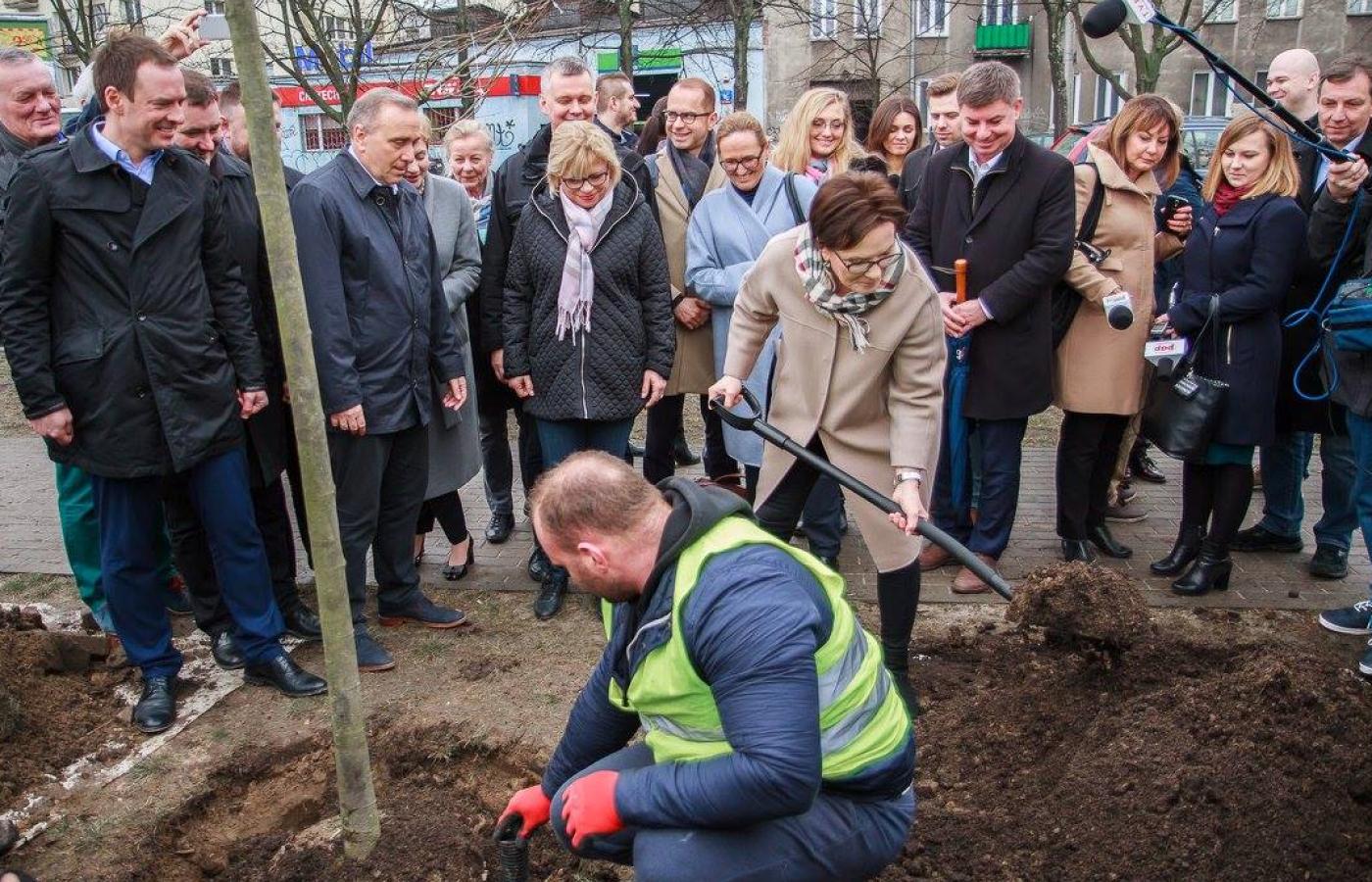 Politycy PO sadzą drzewa, ale nie w Kielcach.