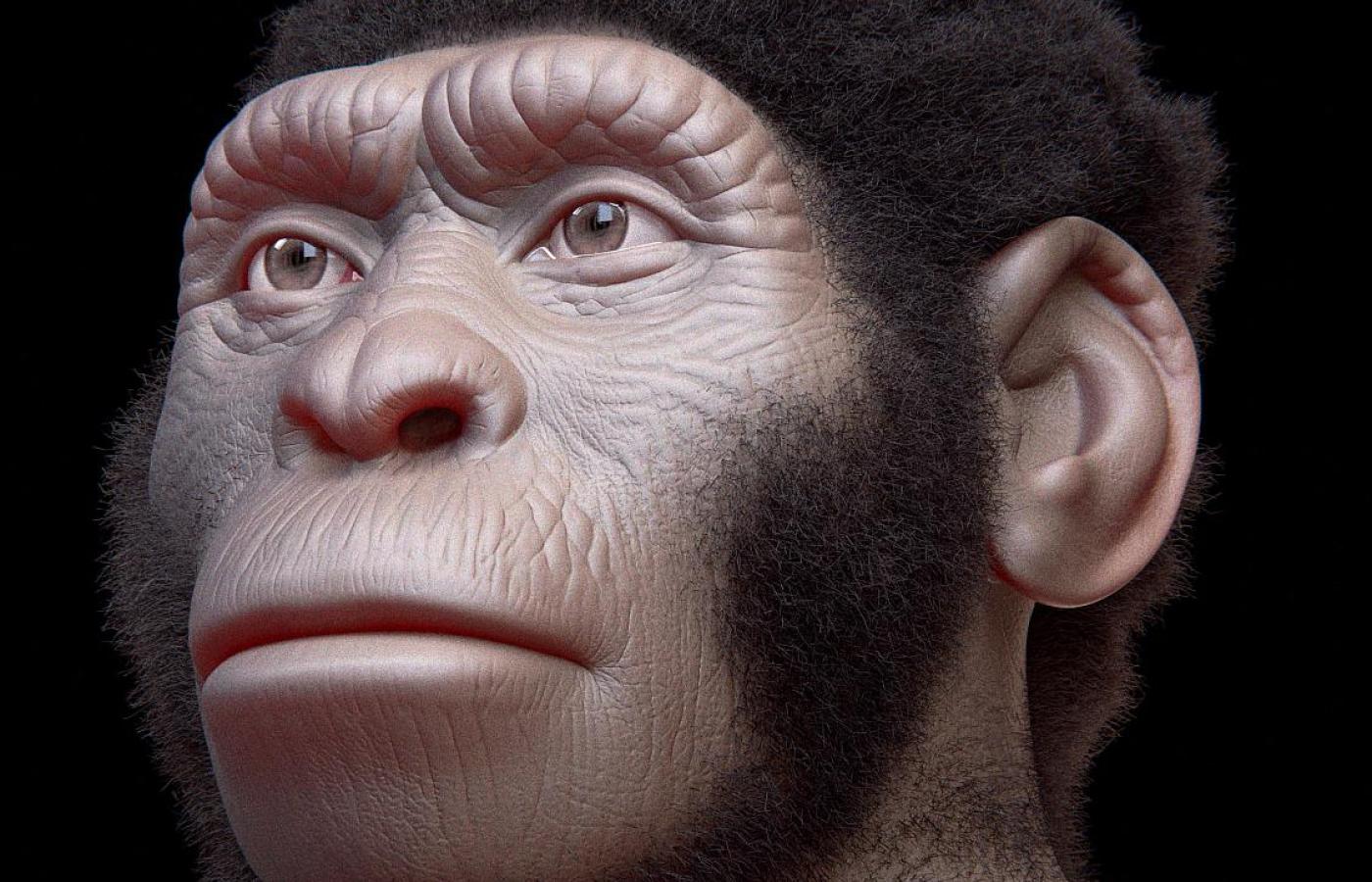 Rekonstrukcja twarzy osobnika Homo naledi