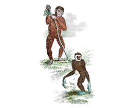 W Bawarii odkopano 37 fragmentów kości czterech małp człekokształtnych nieznanego wcześniej gatunku, żyjących przed 11,6 mln lat.