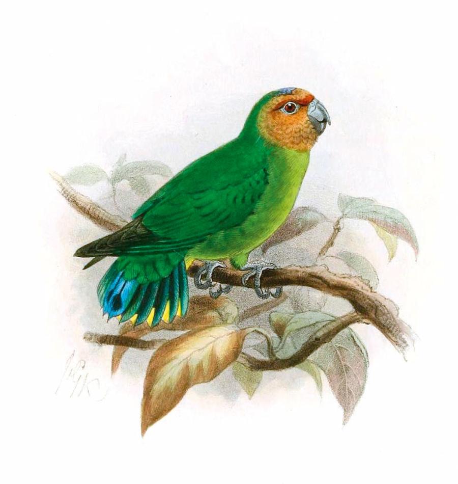 Karłówka płowolica.