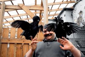 Stanisław Roszkowski – piewca urody czubatej.