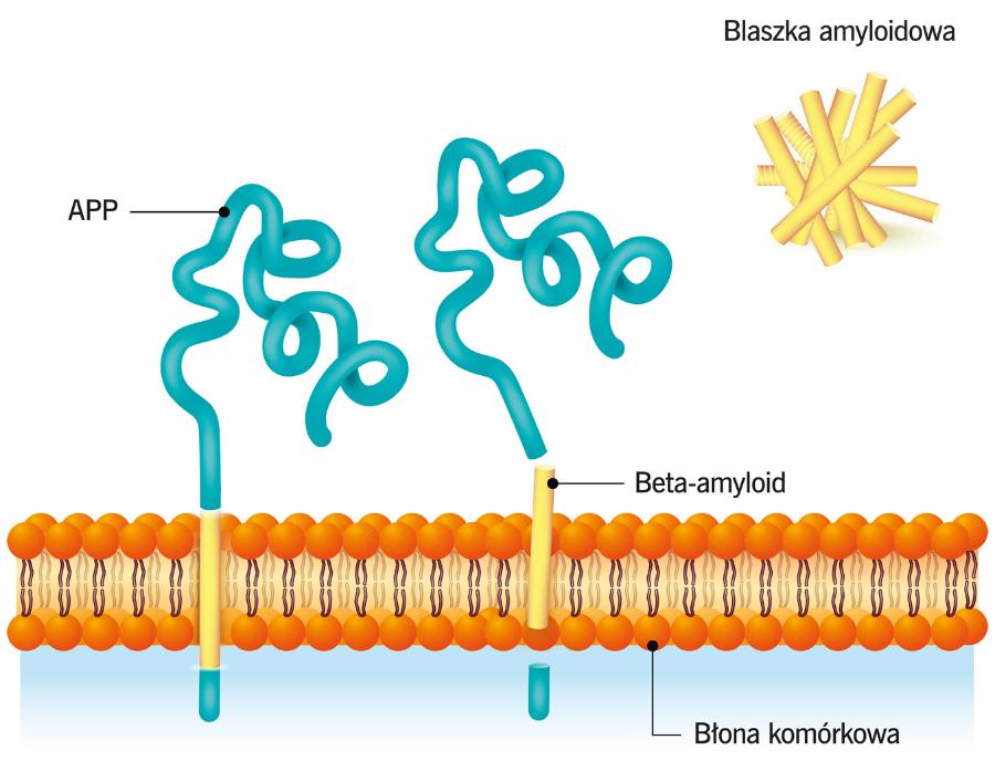 Beta-amyloid powstaje z białka błonowego APP.