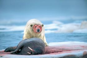 Niedźwiedź polarny może jeść bez przerwy.