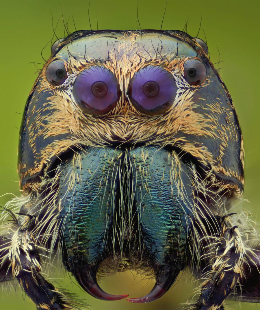 Pająki ­skaczące (Salticidae) ­komunikują się za ­pomocą ­wzroku. Ich „wyraz ­twarzy” ­często ­sprawia wrażenie ­inteligencji i dostojeństwa.