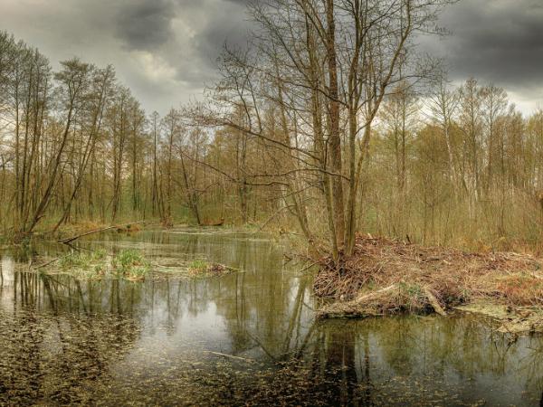 Idealna linia obronna powinna łączyć elementy naturalne: rzeki, bagna, rowy melioracyjne, z elementami inżynieryjnymi: zaporami, okopami czy schronami.