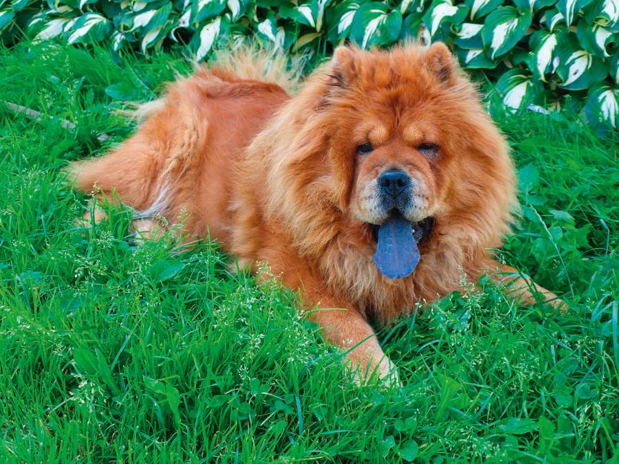 U psów rasy chow-chow niebieski język jest efektem nagro­madzenia melaniny.