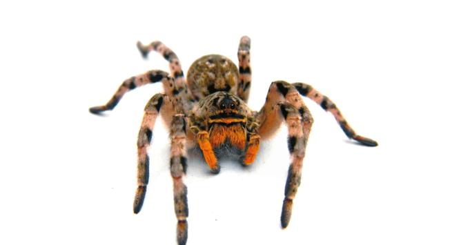 Tarantula ukraińska.
