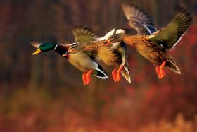 Kaczki krzyżówki. Samiec jest wielobarwny, samice – szare.