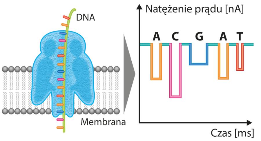 Sekwencjonowa­nie DNA (kolorowy łańcuch) techniką opartą na tzw. nanoporach (niebieski) A – adenina C – cytozyna G – guanina T – tymina.