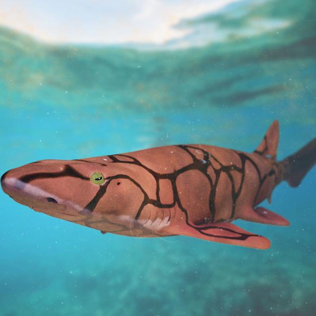 Scyliorhinus retifer