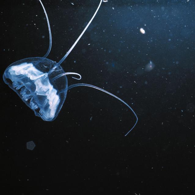 Mali nawigatorzy 
Te mikroskopijne maleństwa zamieszkują wszystkie oceany i morza. Ale zooplankton nie jest jedynie unoszony przez prądy morskie, jak dawniej sądzono. Gdy warunki w morzu się zmieniają, reaguje na tę zmianę i przemieszcza się w nowe miejsca, przy okazji wprawiając uruchamiając cały oceaniczny łańcuch pokarmowy.