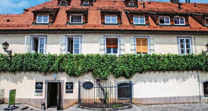 Dom Starej Winorośli w Mariborze w Słowenii