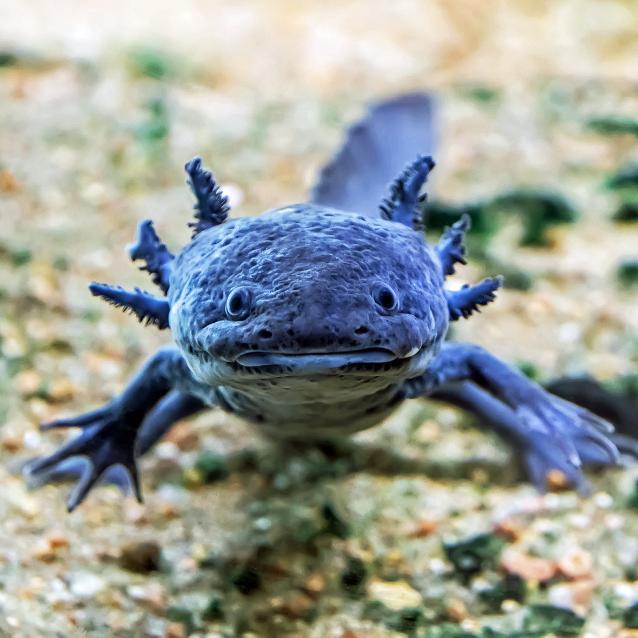 Aksolotle potrafią odbudować swój mózg