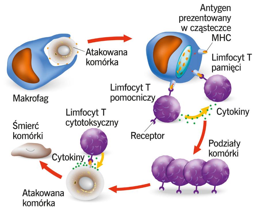 Limfocyty T wraz z makrofagami biorą udział w procesie tzw. komórkowej odpowiedzi immunologicznej, niszcząc komórki, na których rozpoznały obcy antygen (nowotworowe lub zainfekowane wirusem).