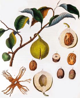 Gałka muszkatołowa.