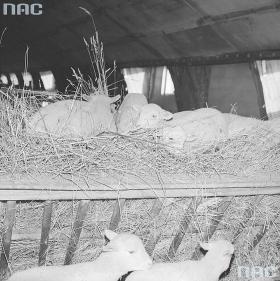 Można ogrzać domy i budynki gospodarcze, jak te w Rolniczej Spółdzielni Produkcyjnej w Żabieńcu. Styczeń 1979 r.