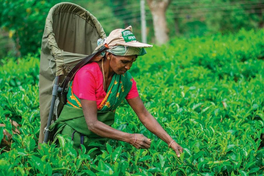 Na Sri Lance ponad milion ludzi jest zatrudnionych w przemyśle herbacianym.