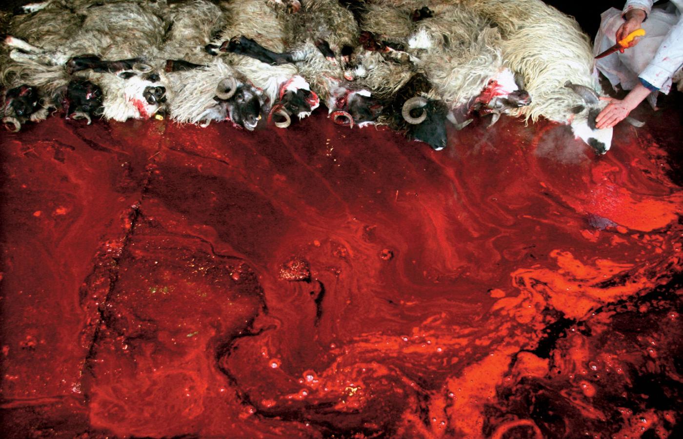 Rytualny ubój owiec w pobliżu Sarajewa w Bośni i Hercegowinie.