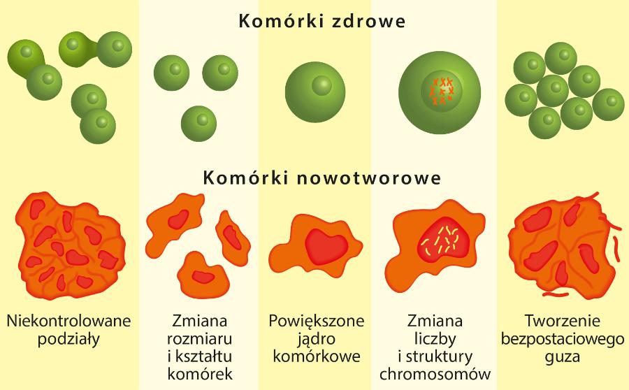 Mutacje w DNA odpowiadają za wymknięcie się komórek nowotworowych spod kontroli organizmu.