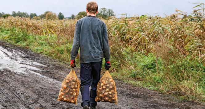 Po samozbiorze cebuli.