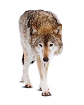 O ponowne wpisanie wilka na listę gatunków do ostrzału walczą u nas politycy pozostający pod wpływem lobby łowieckiego.