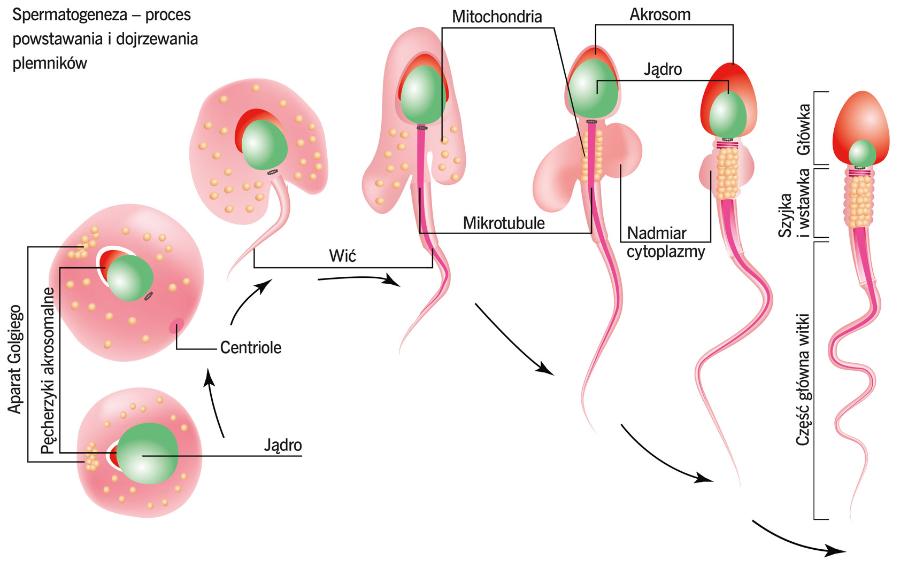 Spermatogeneza – proces powstawania i dojrzewania plemników.