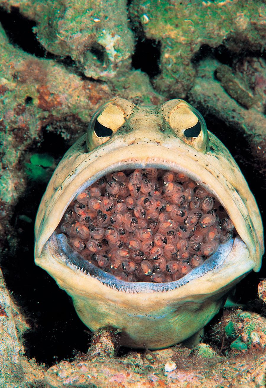 Niektóre ryby jamę gębową traktują jako inkubator do wylęgu ikry.