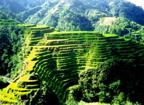Tarasy ryżowe, Filipiny. Liczące ok. 2000 lat tarasy rolne, utworzone w zboczach górskich przez ludność rdzenną Ifugao na Filipinach. Tarasy powstały prawdopodobnie wyłącznie dzięki pracy rąk, bez użycia maszyn czy cięższego sprzętu. Znajdują się na wysokości 1500 m n.p.m. i zajmują powierzchnię 10 360 km kw. Rosnąca średnia temperatura powietrza i intensywne opady deszczu sprawiają, że tworzą się liczne osuwiska, a ziemia ulega erozji w zbyt szybkim tempie.