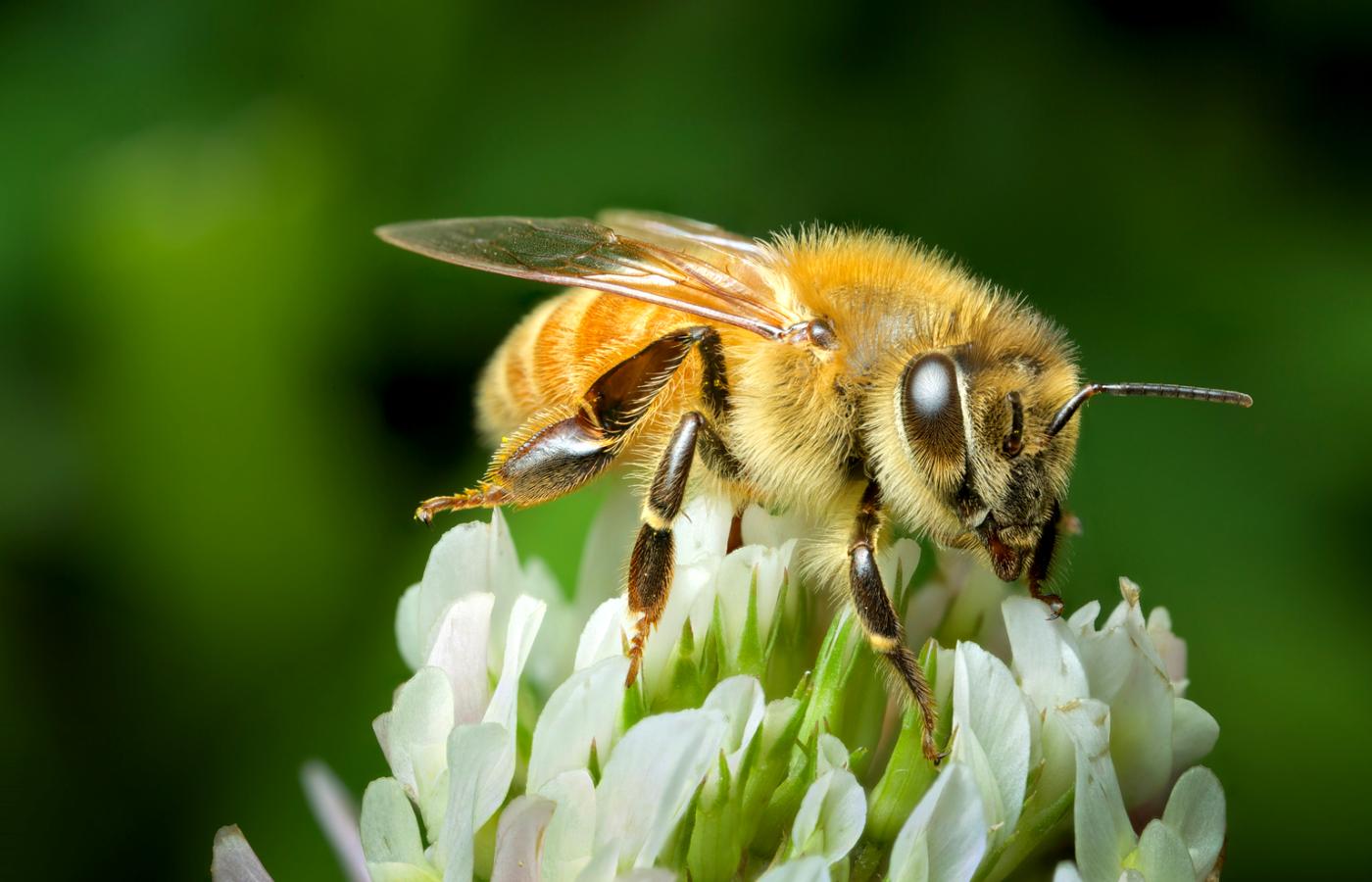 Co zabija pszczoły?