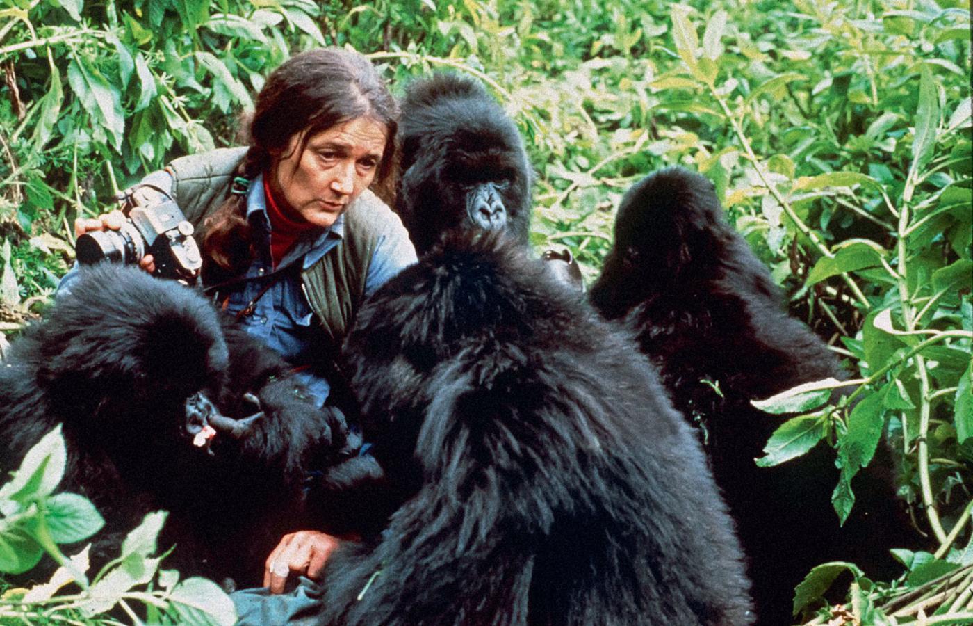 Dian Fossey, etolog, która przebywając przez kilkanaście lat w naturalnym środowisku goryli górskich, odkryła, że maja one wiele cech wspólnych z ludźmi.